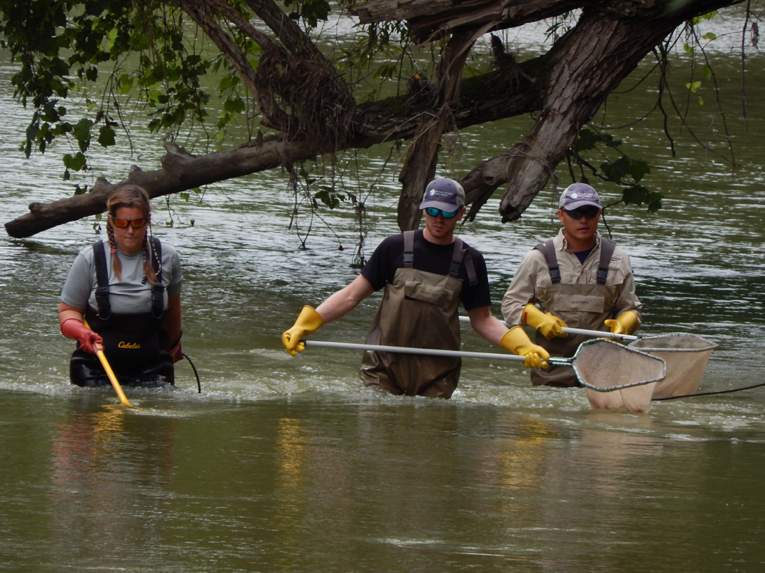 MPCA staff finds 34 species of fish News, Sports, Jobs The Journal